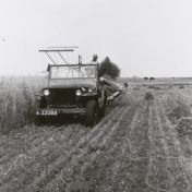 Kenteken: A 32088; Willys Jeep met Jullo Flink, bij het binderen van het gewas, ca. 1948 (2437-5503)