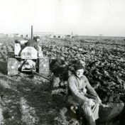 Kenteken: A 30199; Caterpillar, Grondwerken Selwerderhof 1948, foto: archief Dienst Openbare Werken (1485)