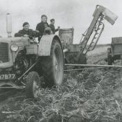 Kenteken: A 37877; Aardappelrooien,  J. v. d. Veen op de Minneapolis Moline, foto: collectie Veenkoloniaal Museum (VM-2-1-01-02-73)