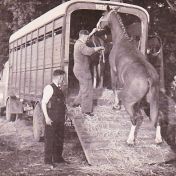 Kenteken: A 17189; Chauffeur Jan Korringa met het tuigpaard van Offringa & De Poel, foto: J. Smits