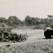 Kenteken: A 46818; Afvoeren bomen Appelbergen1953, uitsnede 2139-9-6.jpg