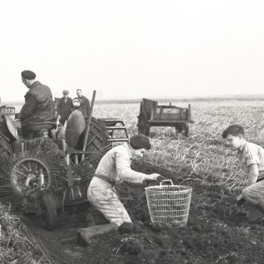 Kenteken: A 18079; Aardappels rooien met de tractor, 1954, foto: uitsnede 2248-4912.jpg; Fotograaf: Fotobedrijf Piet Boonstra