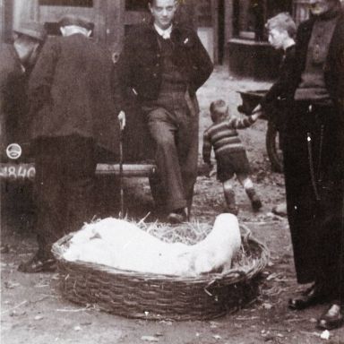 Kenteken: A 18406; Varkenshandelaar J. Folkersma en zoon Geert, foto uit "Siddeburen in Woord en Beeld 2" (1444-8304.2)